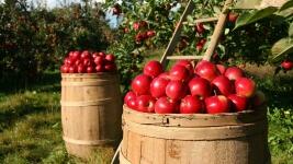 sad orchard-1872997 1280